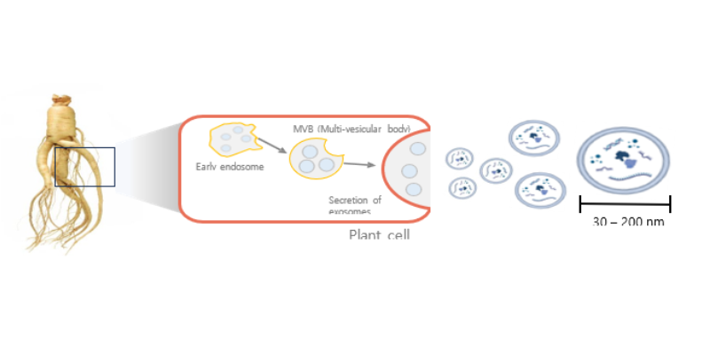 Unlocking the Power of Plant Exosomes in Skincare and Haircare 1 Unlocking the Power of Plant Exosomes in Skincare and Haircare